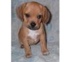 puggle